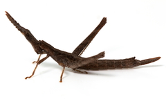 Vandiemenella viatica