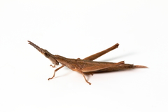 Vandiemenella viatica