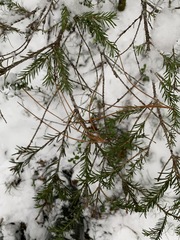 Picea obovata