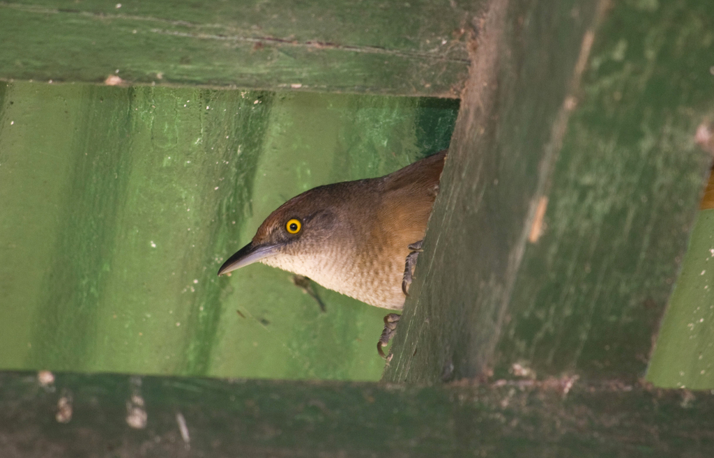 Thornbirds