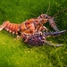 White Tubercled Crayfish - Photo (c) Phil's 1stPix, some rights reserved (CC BY-NC), uploaded by Phil's 1stPix