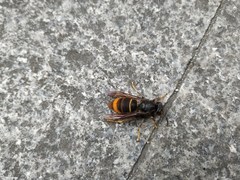 Vespa velutina