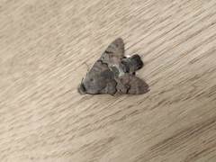 Macroglossum stellatarum