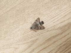 Macroglossum stellatarum