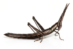 Vandiemenella viatica