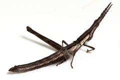 Vandiemenella viatica