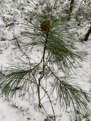Pinus sibirica