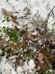 Vaccinium vitis-idaea