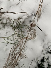 Equisetum sylvaticum