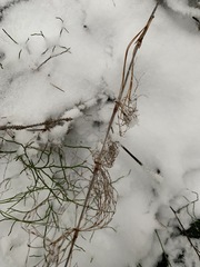 Equisetum sylvaticum