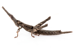 Vandiemenella viatica