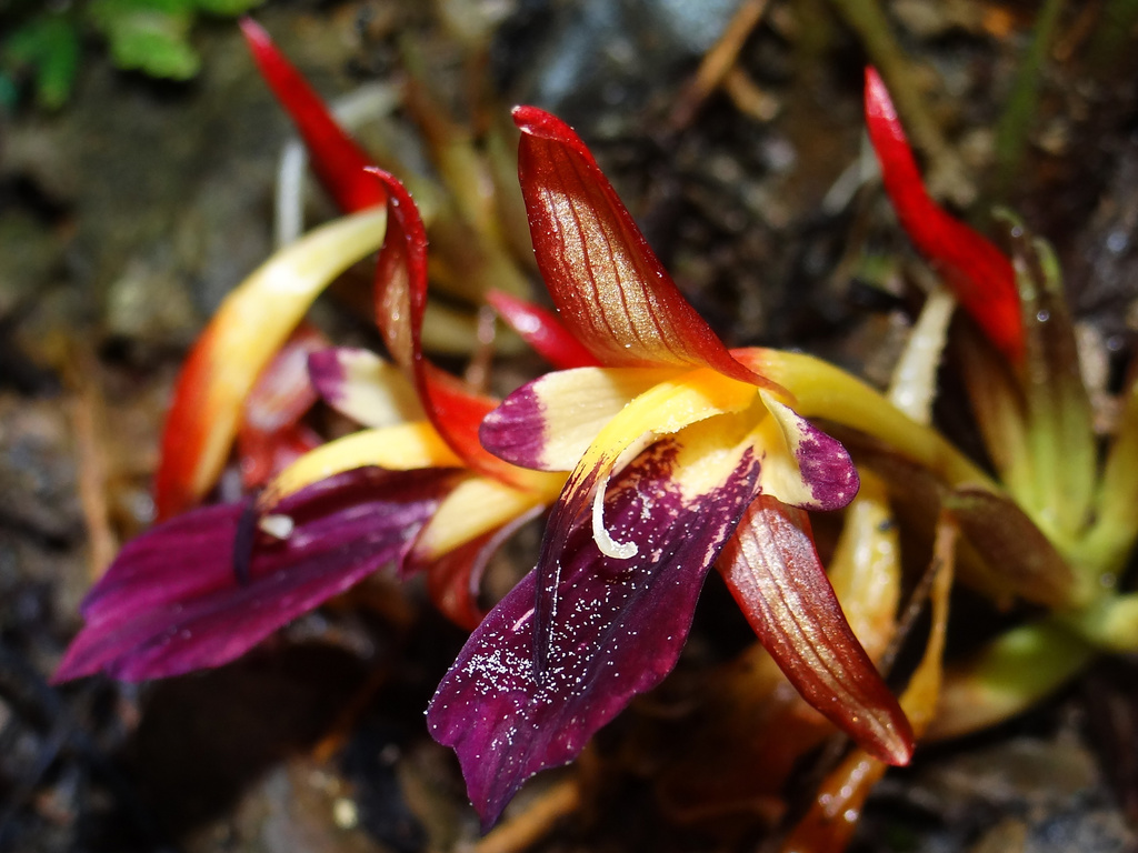 Zingiber kawagoii (Zingiber kawagoii)