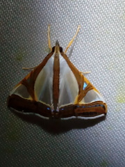 Agrioglypta eurytusalis