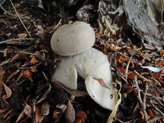 Geastrum fornicatum