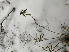 Rhododendron tomentosum