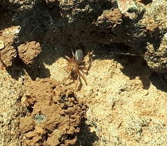 Dysderidae