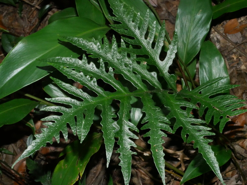 Woodwardia kempii (Woodwardia kempii)