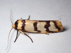 Cryptophasa insana