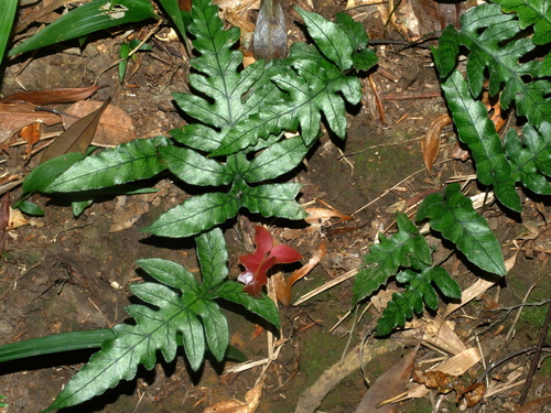 Woodwardia kempii (Woodwardia kempii)