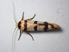 Cryptophasa insana