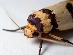 Cryptophasa insana
