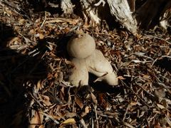 Geastrum fornicatum