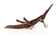 Vandiemenella viatica