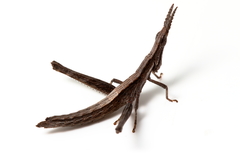 Vandiemenella viatica