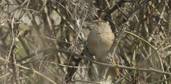Phacellodomus striaticollis