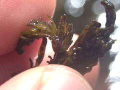 Dictyota kunthii