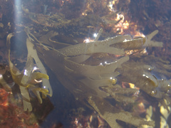 Dictyota kunthii