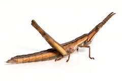 Vandiemenella viatica