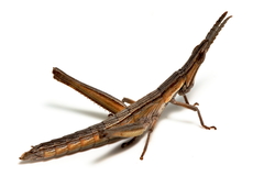 Vandiemenella viatica