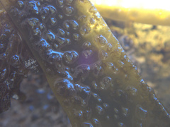 Dictyota kunthii