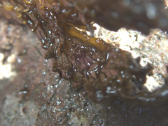 Dictyota kunthii