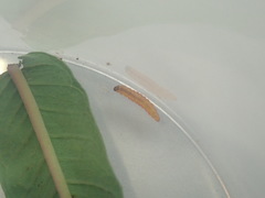 Mompha raschkiella