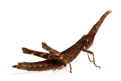 Vandiemenella viatica