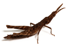 Vandiemenella viatica