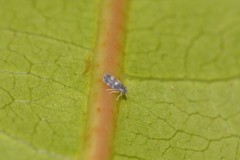 Aleurocanthus spiniferus