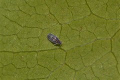 Aleurocanthus spiniferus