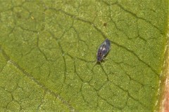 Aleurocanthus spiniferus
