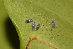 Aleurocanthus spiniferus