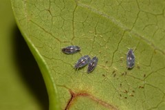 Aleurocanthus spiniferus