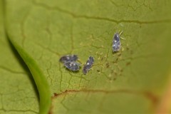 Aleurocanthus spiniferus
