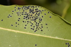 Aleurocanthus spiniferus