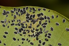 Aleurocanthus spiniferus