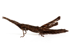 Vandiemenella viatica