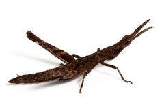 Vandiemenella viatica