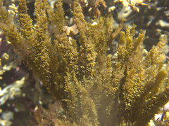 Dictyota kunthii