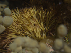 Melanthalia abscissa